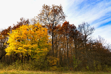 Autumn forest, Hungary