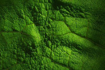 Green Leaves Background