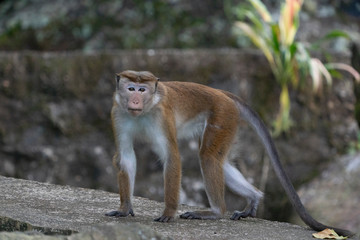 Obraz premium Toque Macaque