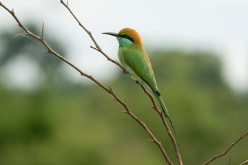 bee-eater on a branch