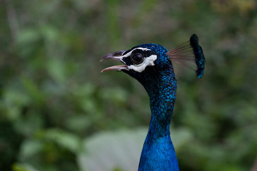 portrait of a peacock
