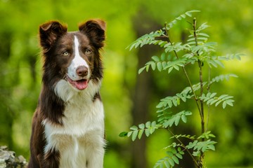 Portrait of adorable brown and white border collie dog with pink tongue sitting in a park next to green plant, blurry background, summer day in a nature - obrazy, fototapety, plakaty