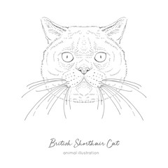 Symmetrical Vector portrait illustration of British Shorthair cat. Hand drawn ink realistic sketching isolated on white. Perfect for logo branding t-shirt coloring book design.