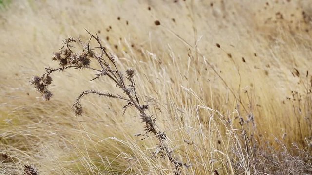 dry wild thistles in nature on a summer day fluttering in the wind