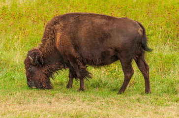 Close-up of a Young Bison Grazing on the Prairie