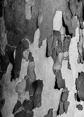 Tree crust is falling apart