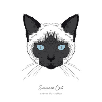 Symmetrical Vector portrait illustration of Siamese cat. Hand drawn ink realistic sketching isolated on white. Perfect for logo branding t-shirt design.