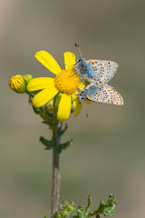 Lycaenidae / Anadolu Gelinciği / Anatolian Vernal Copper / Tomares nogelii