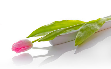 Pink tulip isolated on white background with copy space. Minimalist floral still life