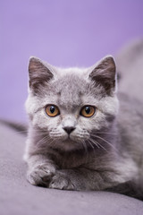 Fototapeta na wymiar kitten cat Scottish straight, loose fluffy, animal munchkin