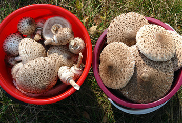Shaggy parasol mushroom