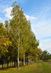 Landscape with birches