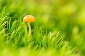 Little mushroom on the moss, macro ( selective focus )