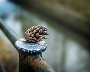 Pine cone close up laying on the rusty steel  fence's pillar.