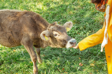 vegetarian woman feeding cow