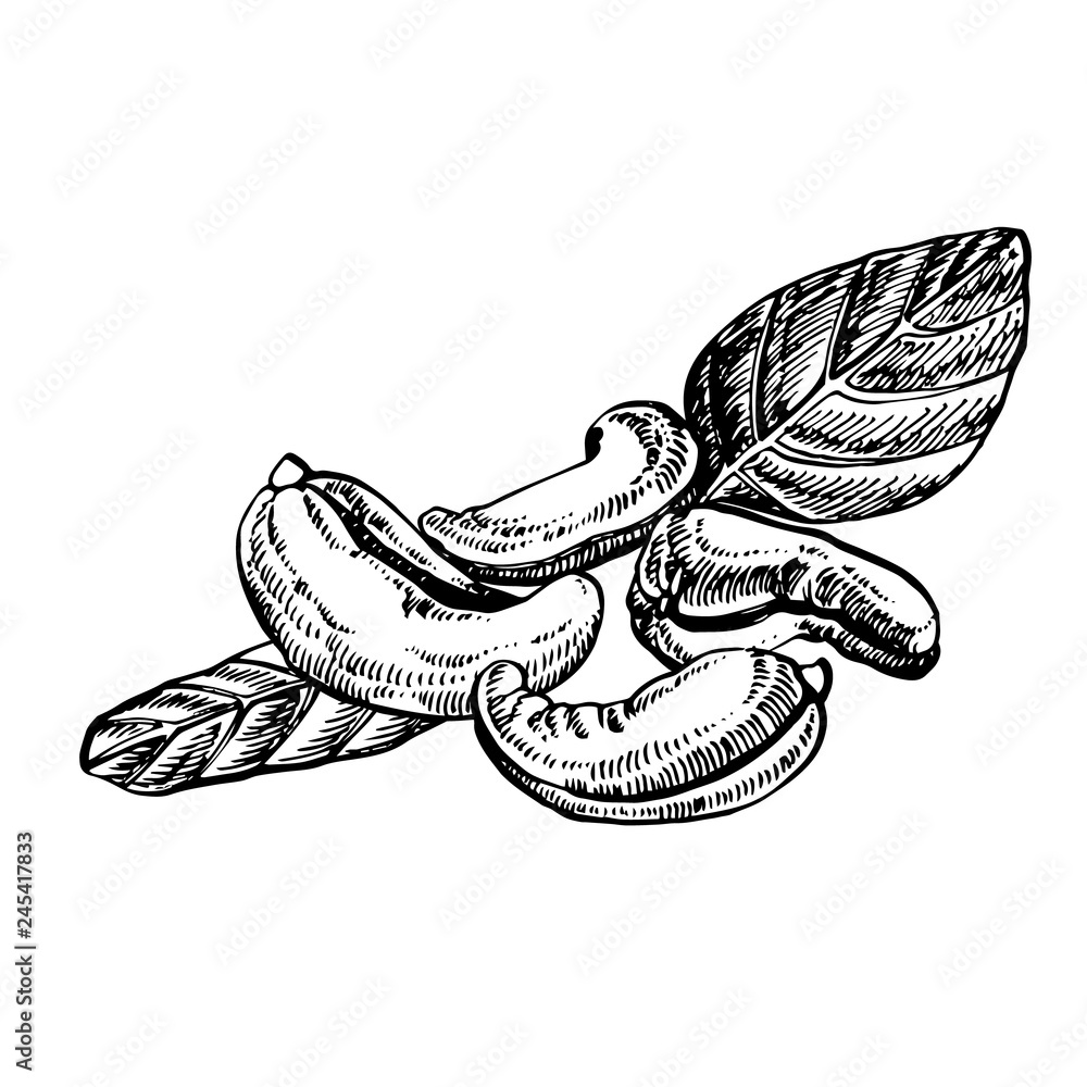 Wall mural Cashew nuts sketch illustrations. Vector Hand drawn illustrations isolated on white background. - Wall murals