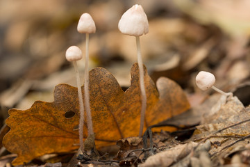 Mushroom macro in autumn forest