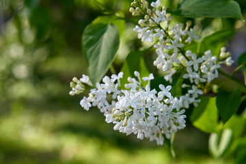 The blossom of the bright lilac during spring