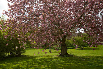The blossom of the cherry tree in the early spring