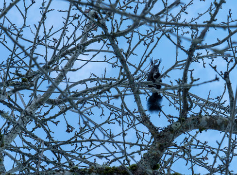 Eichh&ouml;rnchen in der Winterzeit