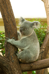 Koalas © kerstiny