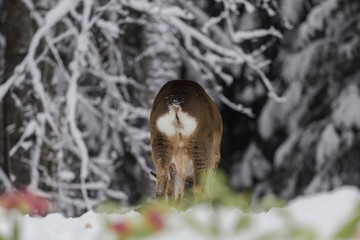 Deer i winter searching food