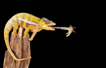 Chameleon catching a locust