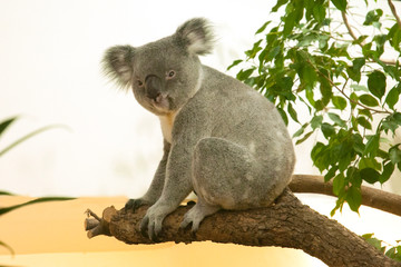 Koala © kerstiny