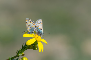 Lycaenidae / Anadolu Gelinciği / Anatolian Vernal Copper / Tomares nogelii