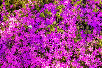 Closeup pink flowers with green leaves in the park outdoor. Beautiful spring blossom under sunlight in the garden and natural background at spring or summer season. Nature concept.