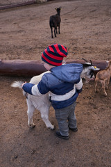 Little baby goat in the park