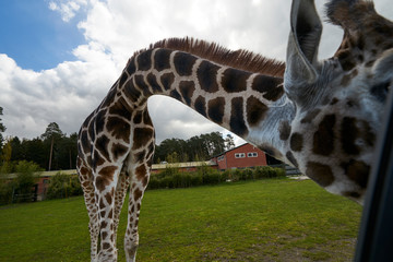 The curious giraffe meets people in the safari park