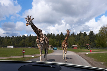 Cute and curious giraffe in the safari park