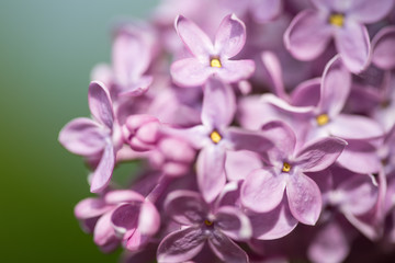 Naklejka na ściany i meble Lila Violett Flieder Blüten vom Fliederstrauch in Makro Nahaufnahme im Frühling