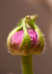 The macro photo of the rosebud 