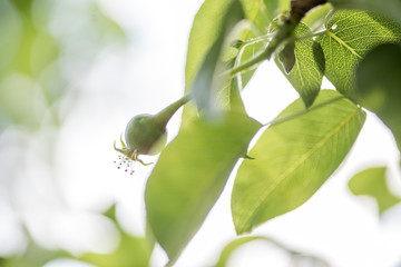 Unreifer Apfel am Obstbaum Zweig im Garten im Frühling Frühsommer