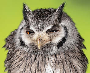 Southern White Faced Owl in need of morning coffee