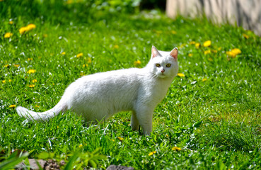 The white domestic cat costs in a grass