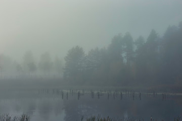 fog over the lake in the forest