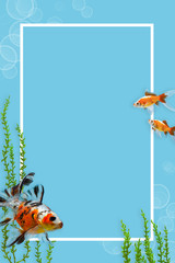 Colourful aquarium fish mock up template with white frame on blue background with copyspace