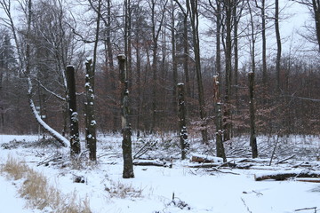 Winter im Wald