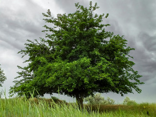 Mulbery tree in steppe before the rain. Dramatic sky.