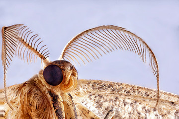 Little moth insect. Big mustache. Close up macro stacking photo