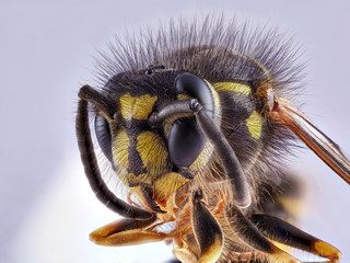 Wasp front view on white background, macro close-up