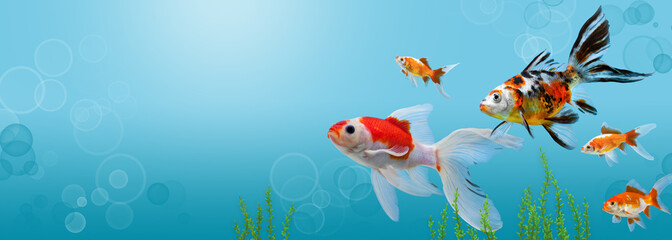 Naklejka na ściany i meble Collage of aquarium gold fish on blue background, banner with copy space, mock up template