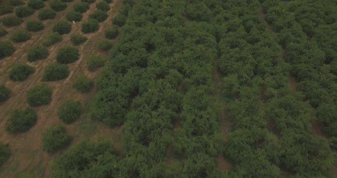 Aerial angle looking down over agricultural fruit production groves of grape and acerola plants