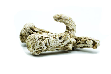 Angelica dried isolated on white background