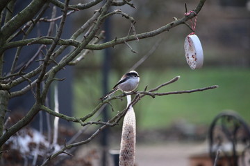 Schwanzmeise auf Futtersuche