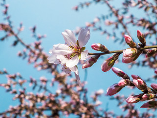 Almond tree blossom. Natural springtime background
