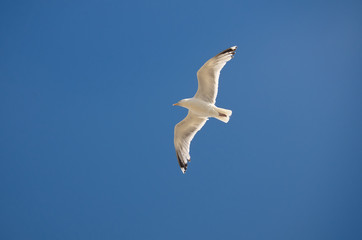 Seagull in flight in a blue sky as a background. Flight direction from right to left.
